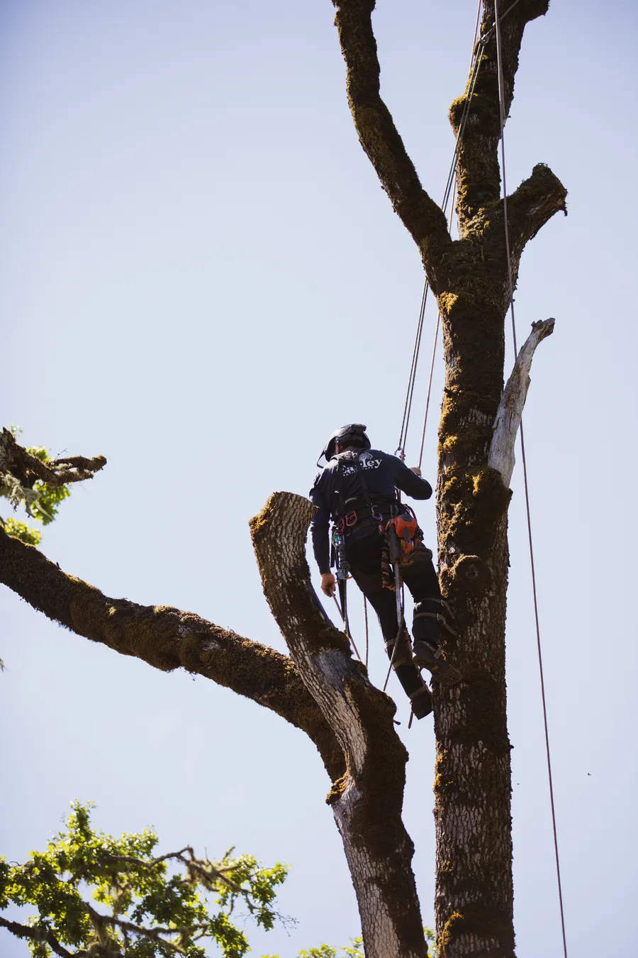 Hazardous Tree Removal