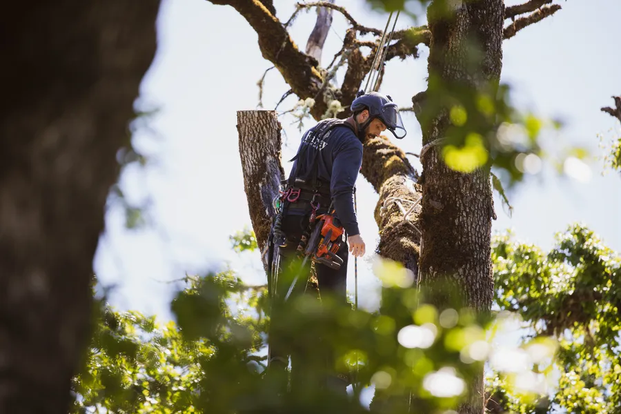 Mature Tree Pruning
