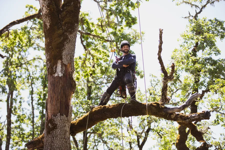 Tree Hazard Assessment